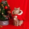 Xmas Capes - Image 5