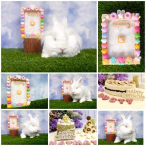 Cherish Birthday Bundle - Cake + DIY Photo Frame + Free Gifts - Image 6