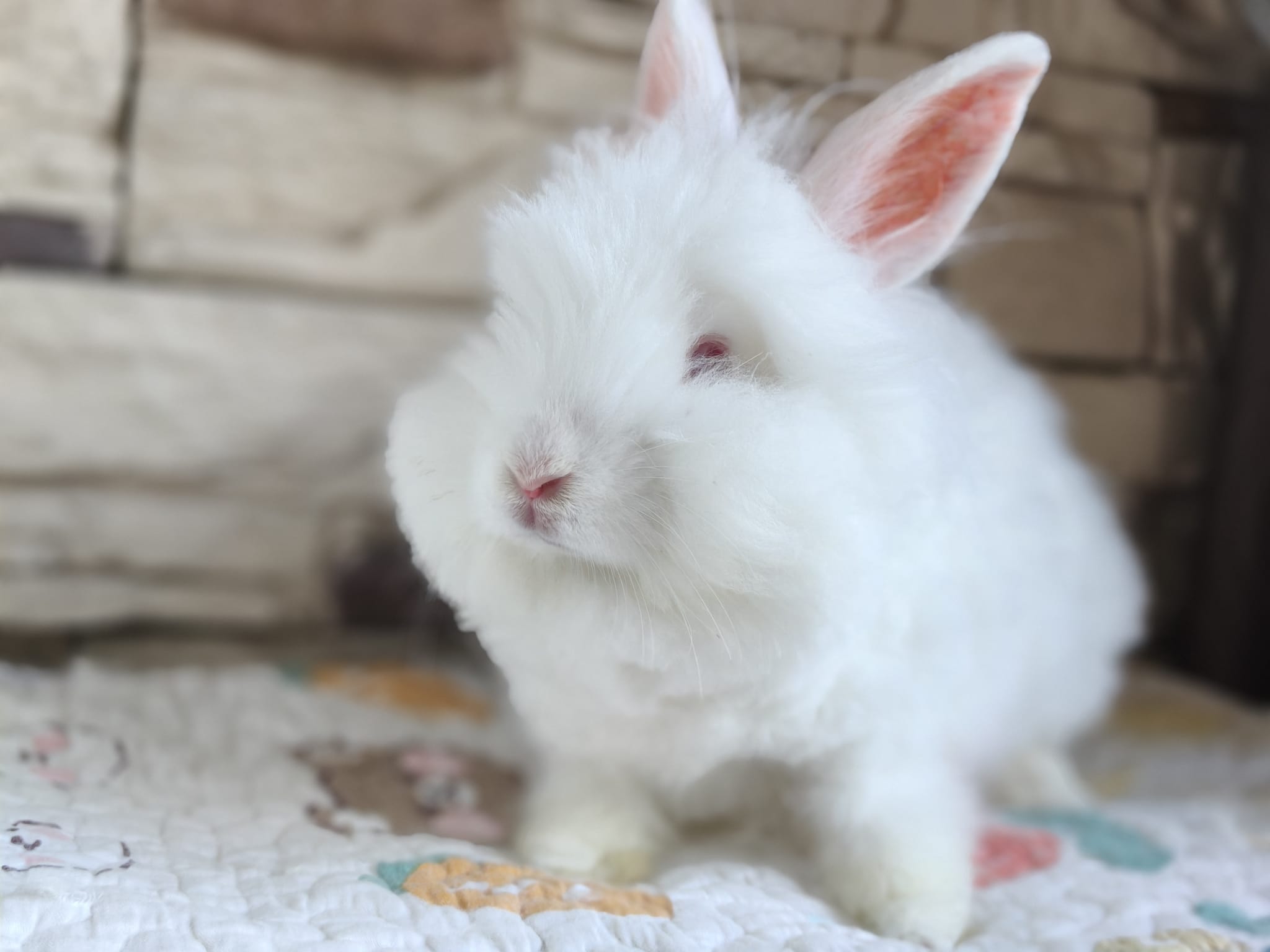 Angora Bunny 2