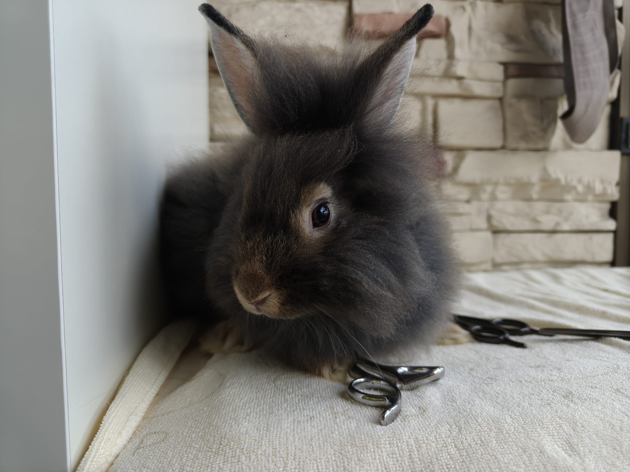 Angora Bunny 5