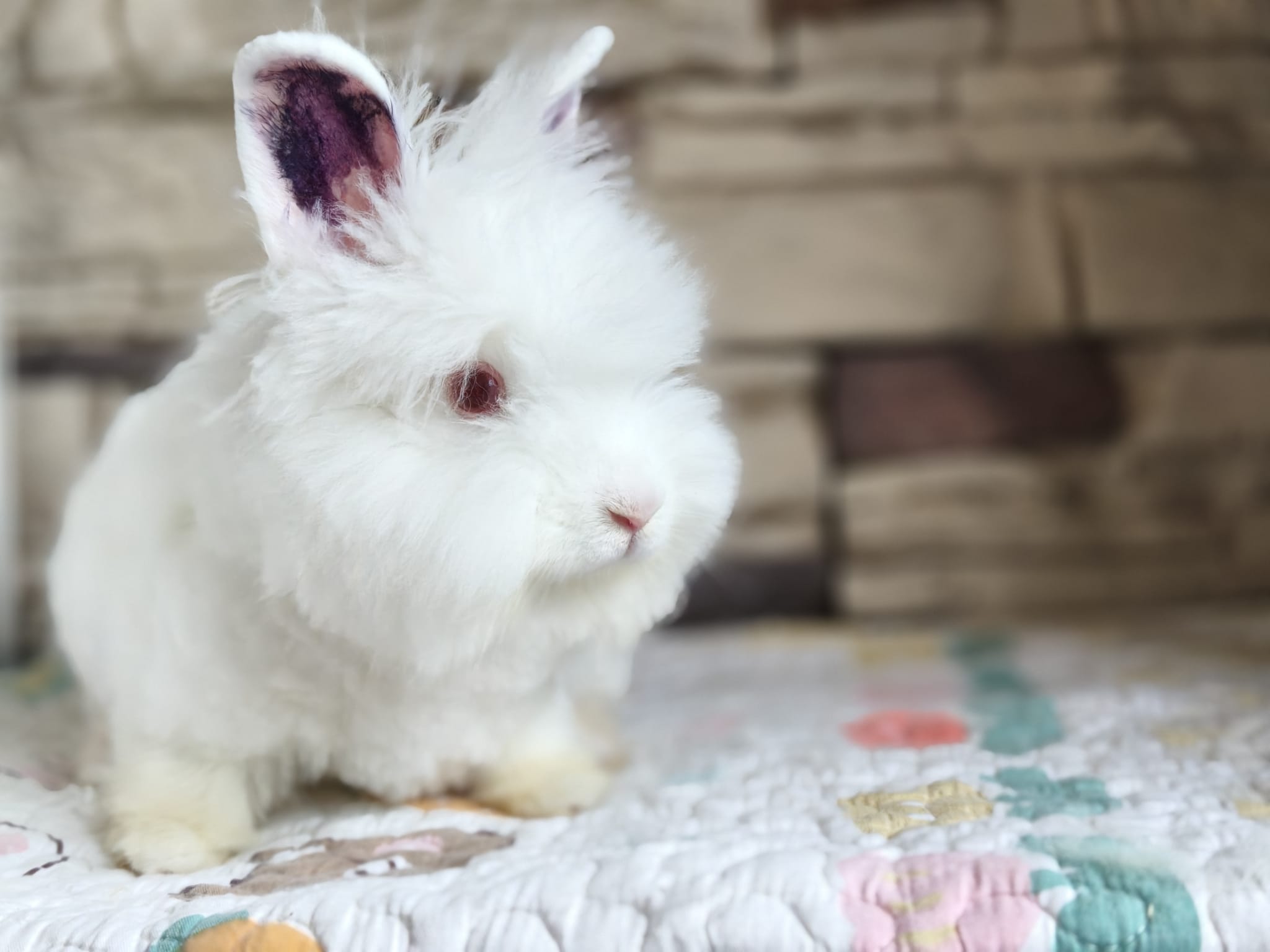 Angora Bunny 1