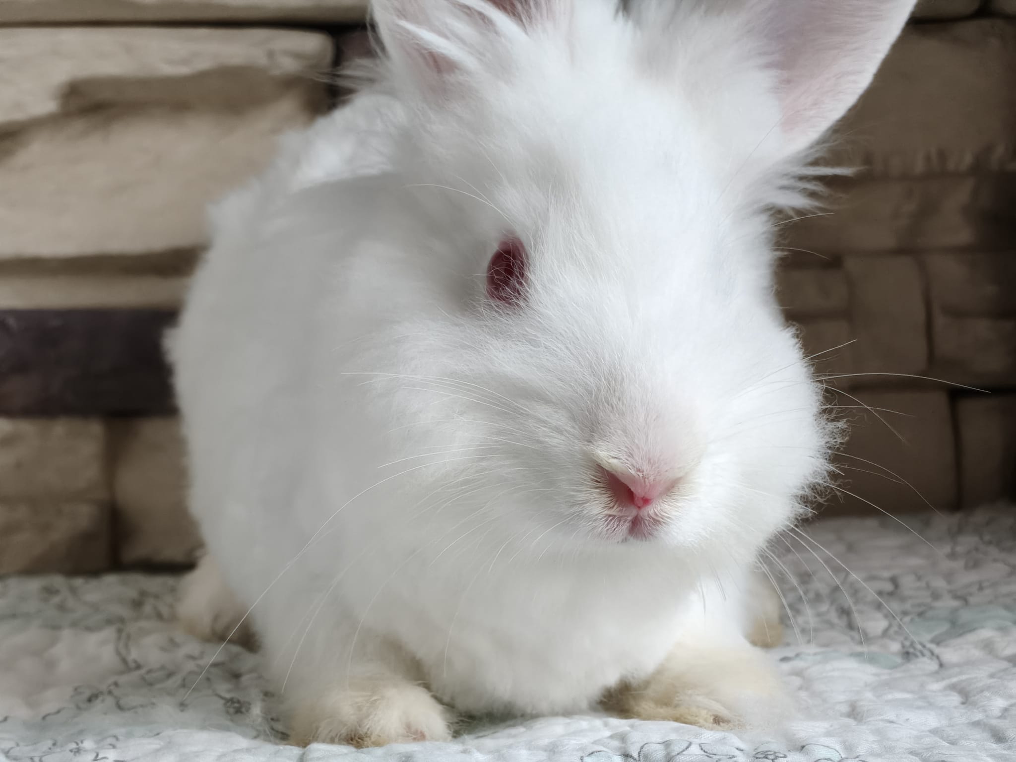 Angora Bunny 4