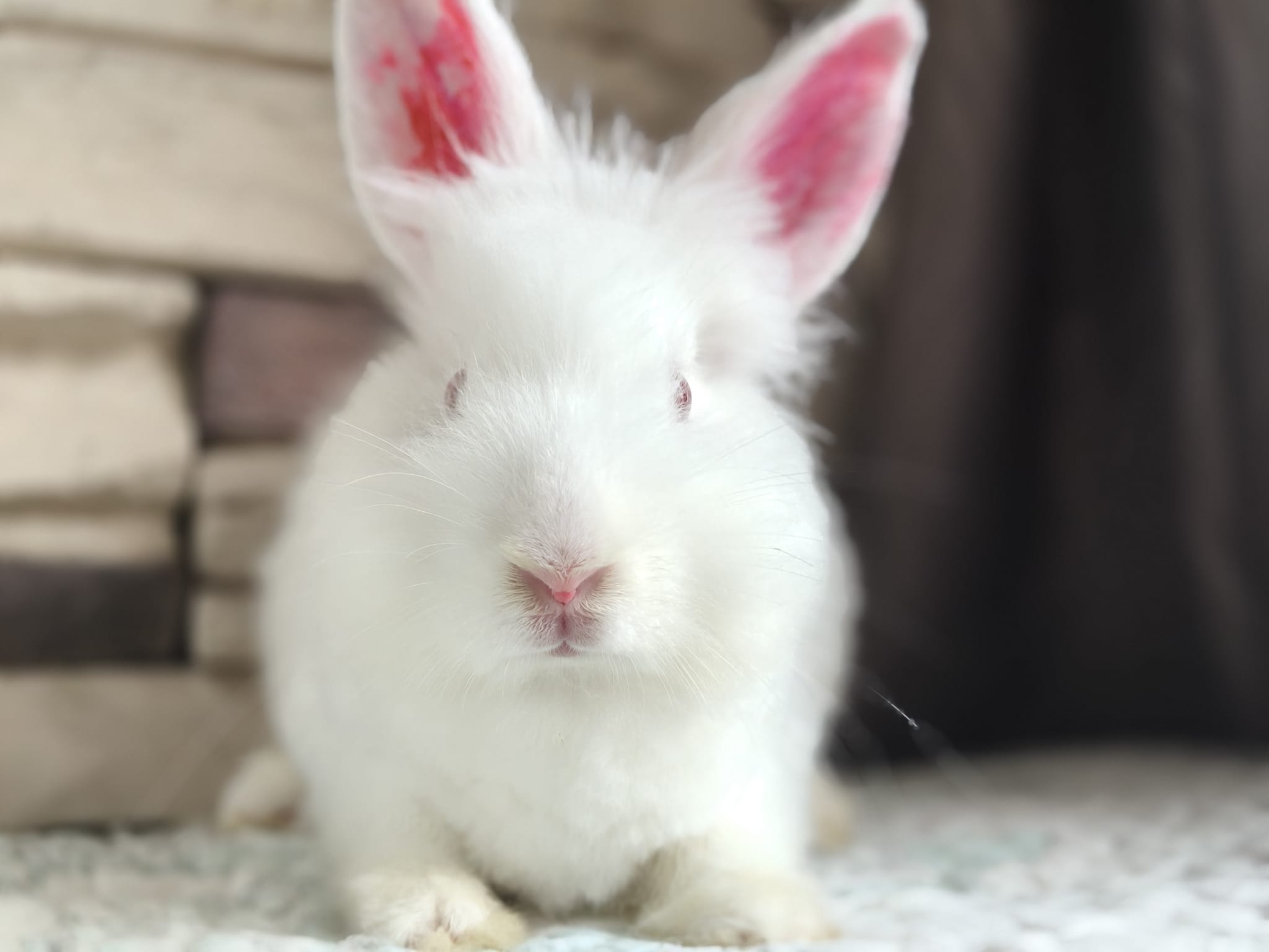 Angora Bunny 3