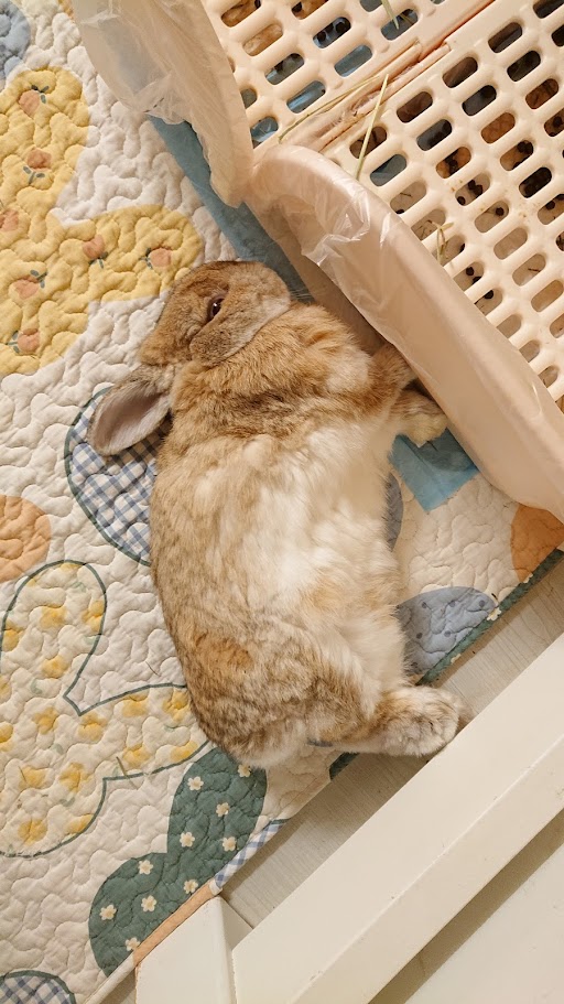 Rabbit lying comfortably on its side after a flop