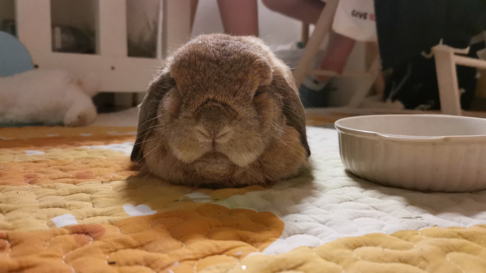 Rabbit resting in a loaf position with paws tucked underneath