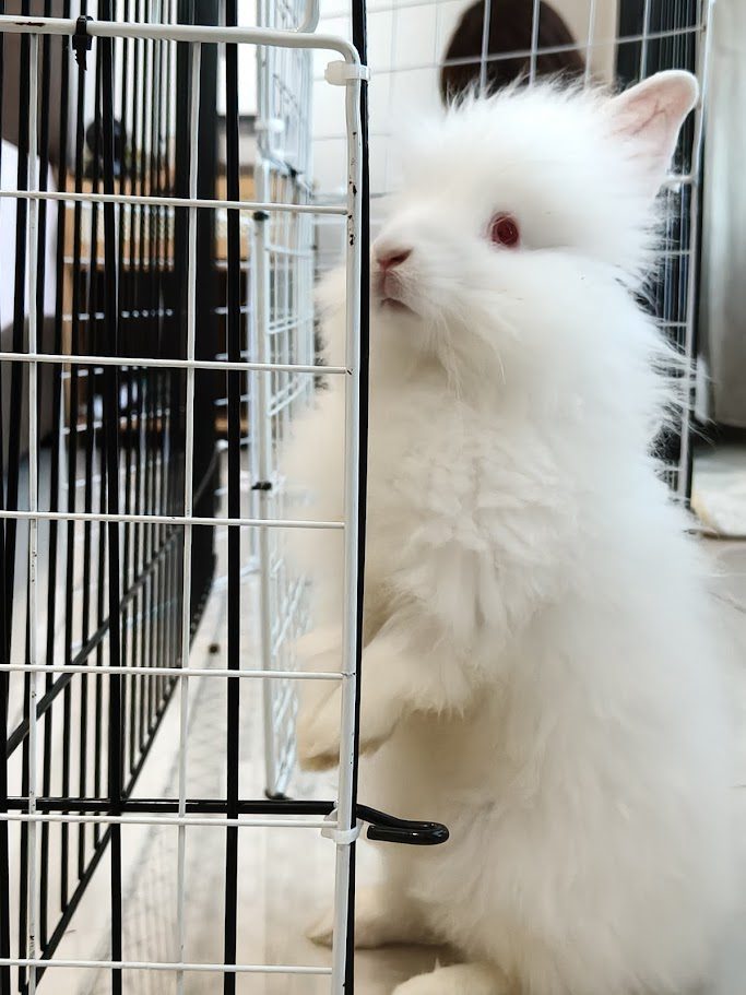 Rabbit standing on its hind legs to look around