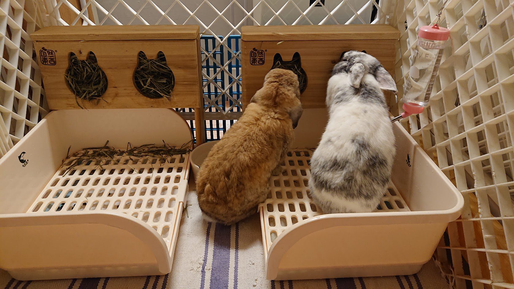 Rabbits sharing a hay rack