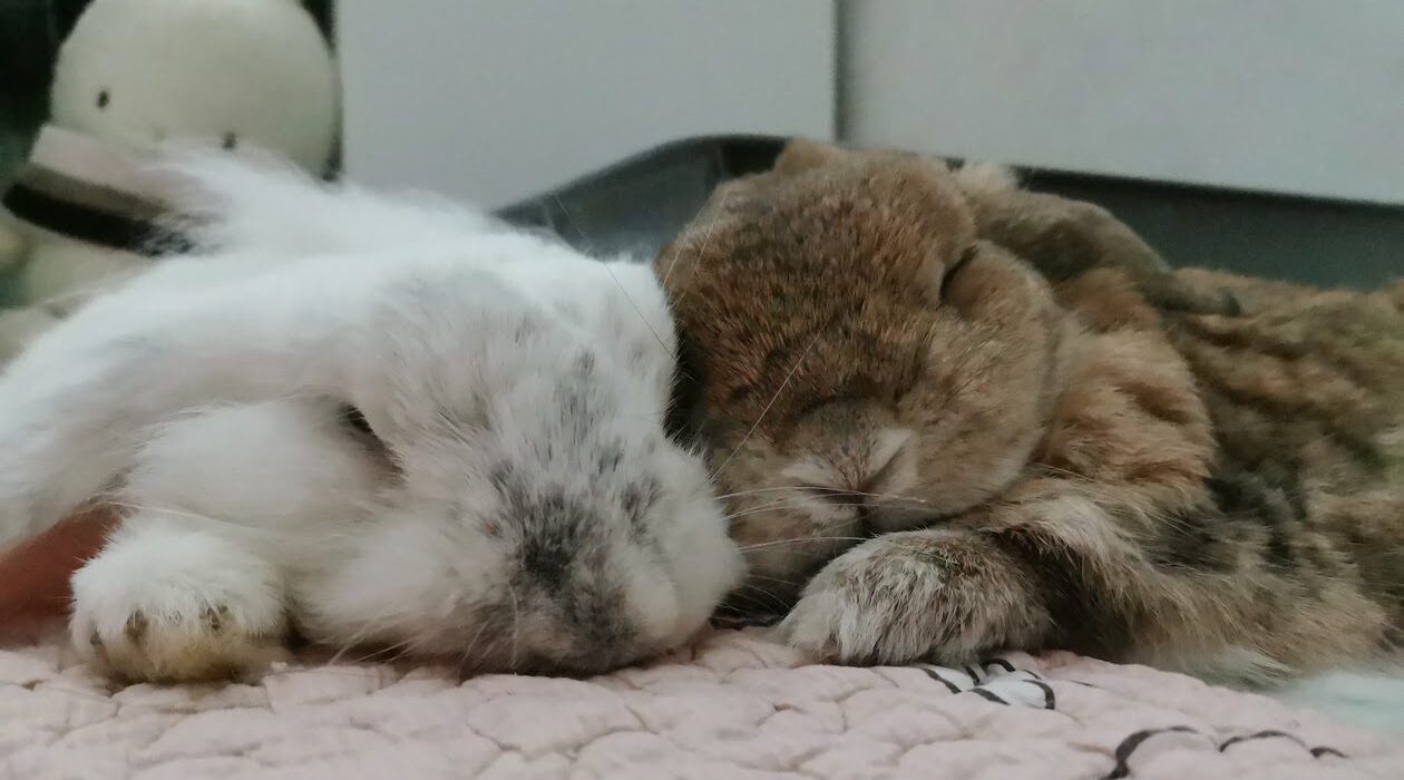 Hormonal behavior vs calm altered rabbit