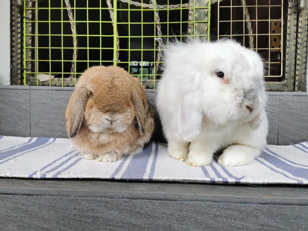 Rabbits negotiating space in a neutral territory