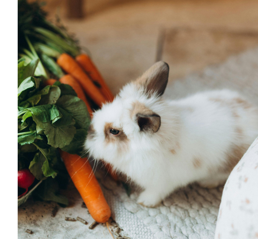 Domesticated Holland Lop Pet Rabbit