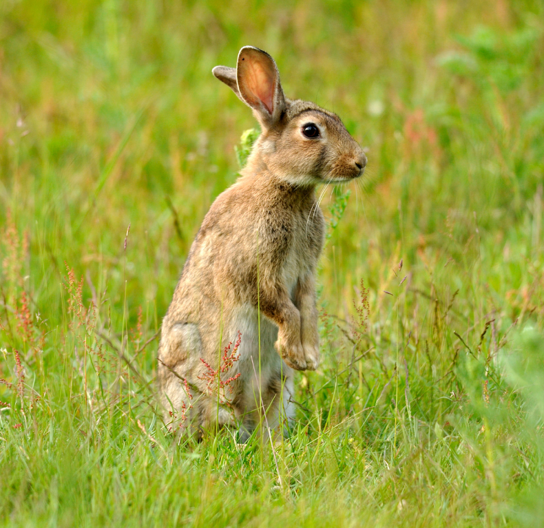 Wild Agouti European Rabbit in Nature