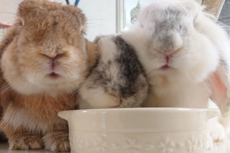 Signs of loneliness in single rabbits