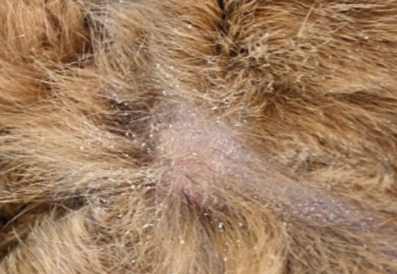Rabbit fur detail