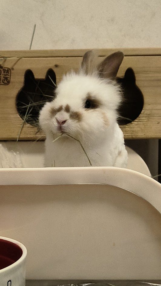 White rabbit looking up curiously