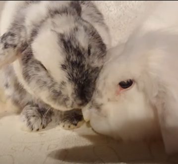 Bonded rabbits engaged in mutual grooming