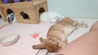 Rabbit completely flopped onto its side