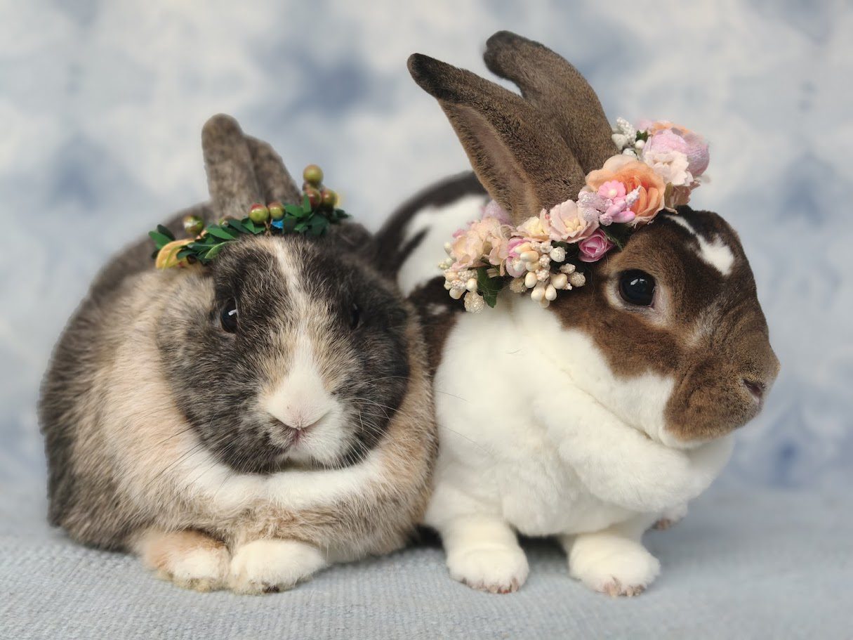 True bonded pair lounging together safely