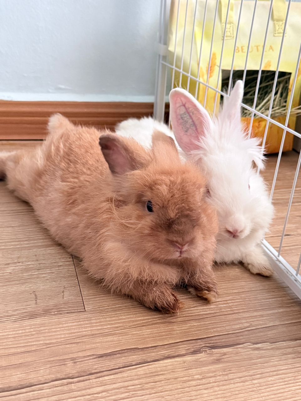 Bonded rabbits sharing comfort