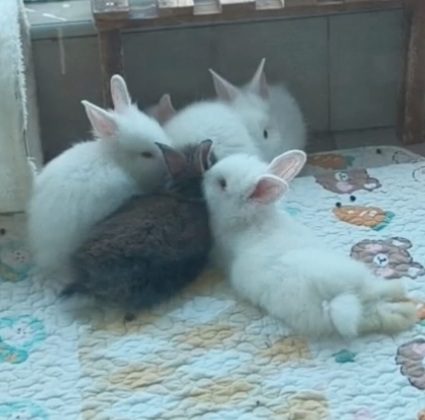 Bonded rabbits resting together in a puddle