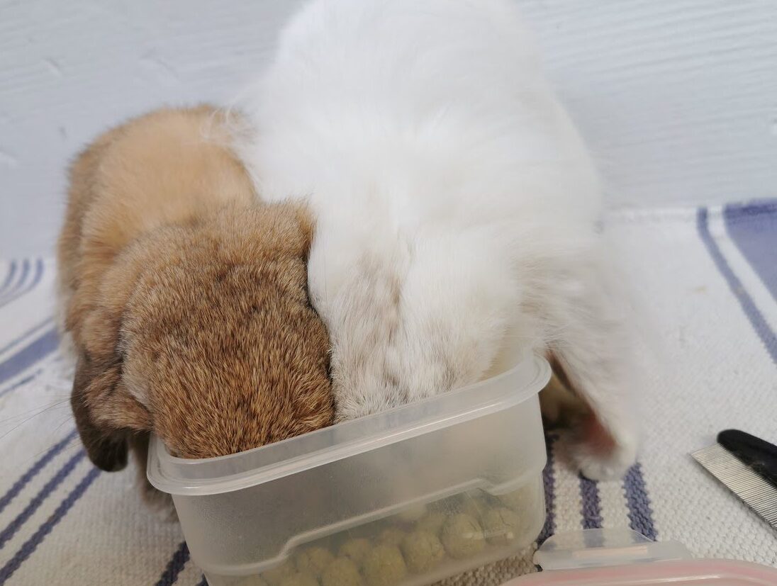 Two rabbits sharing food