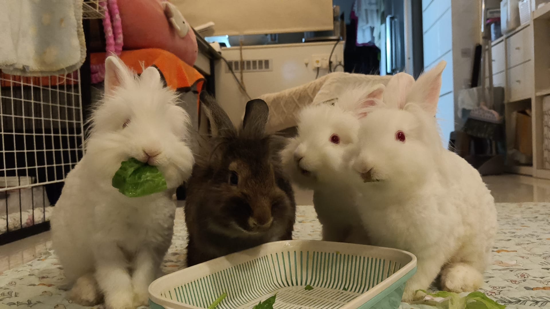Bonded rabbits routine