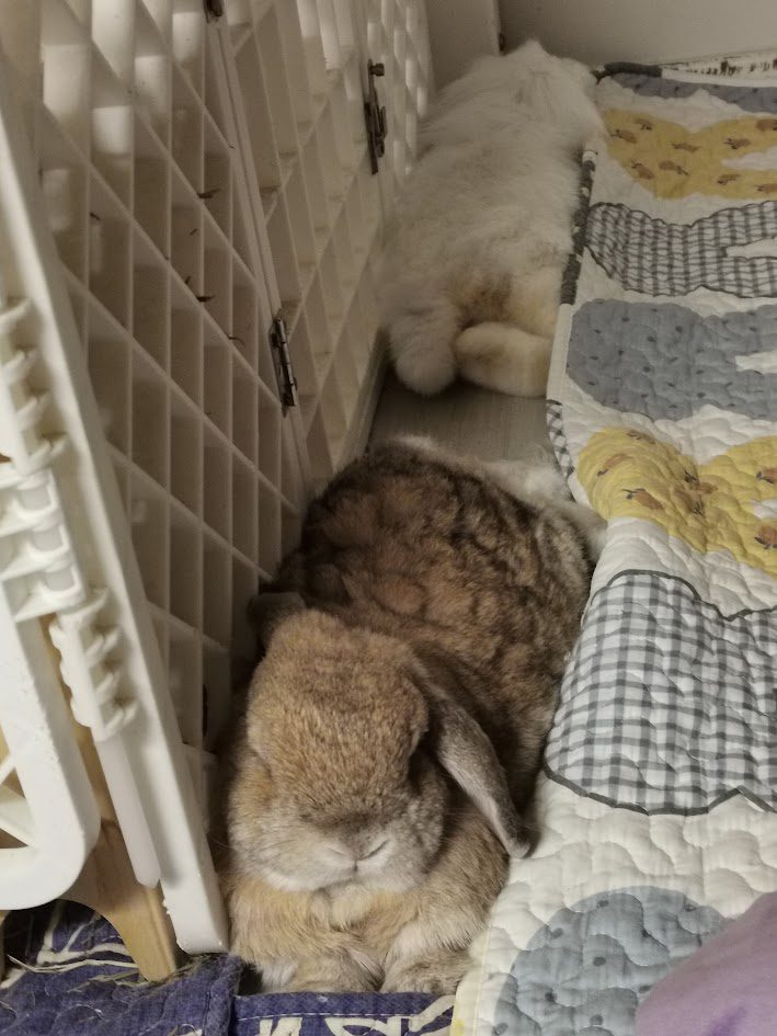 Rabbits peacefully ignoring each other