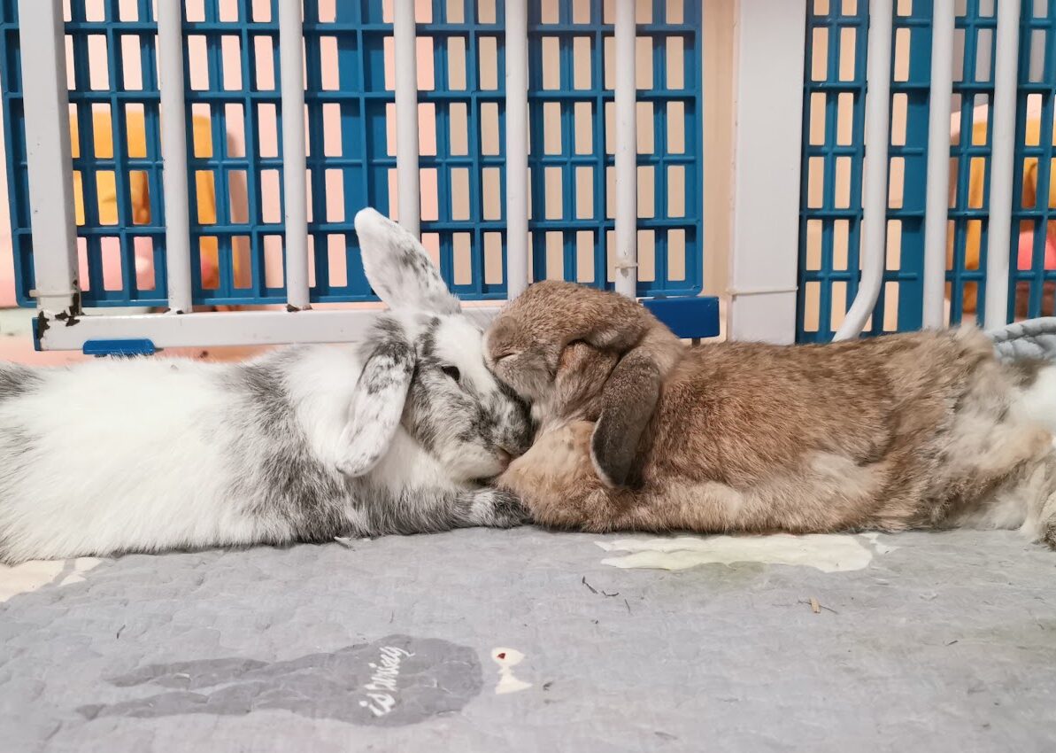 Rabbits grooming simultaneously