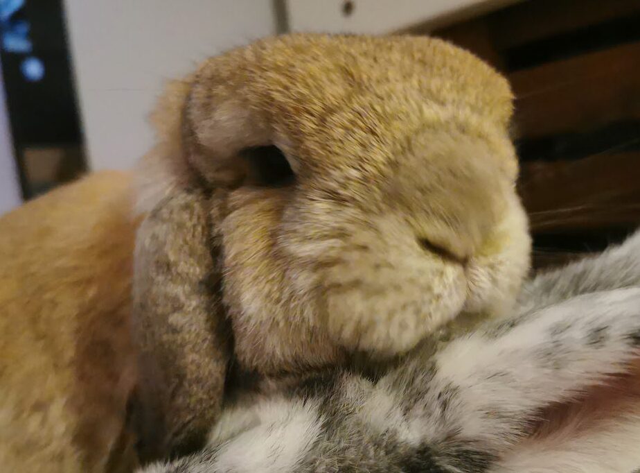 Rabbit soft nosing under chin