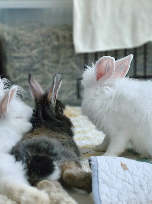 Rabbits communication and companionship