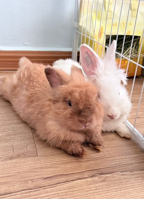 Bonded rabbits relaxing together
