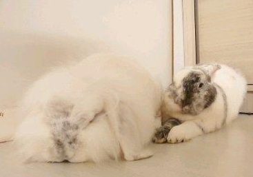 Two rabbits loafing in parallel