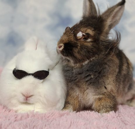 Two rabbits comfortably sharing space during speed dating