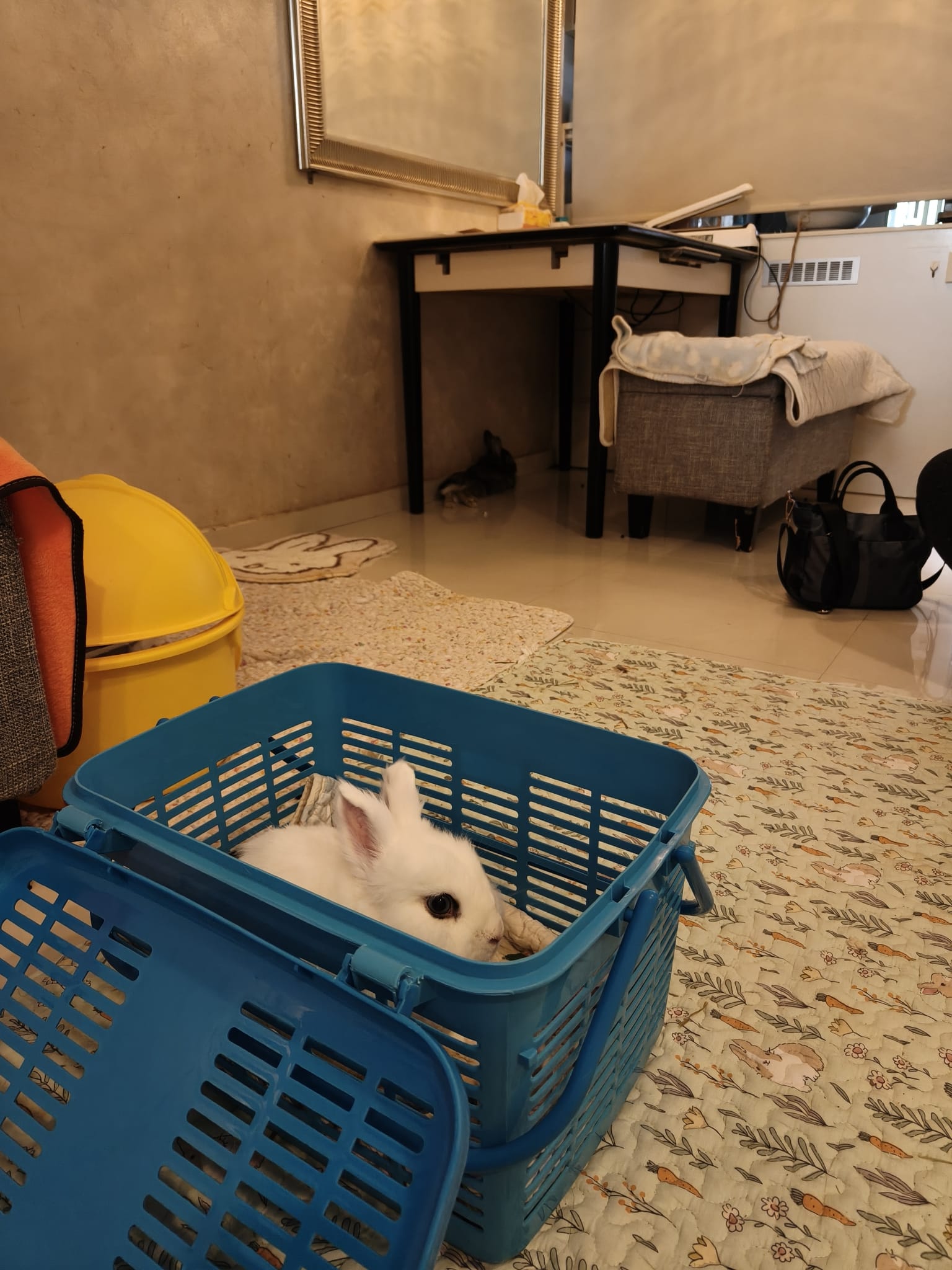 Rabbit speed dating session in neutral space