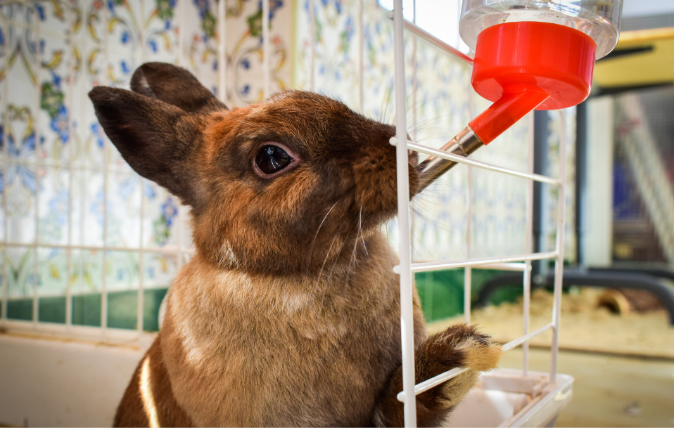 Rabbit extending neck upward to reach a gravity water bottle spout
