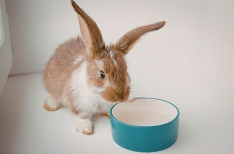 Rabbit drinking naturally from a floor-level ceramic water bowl