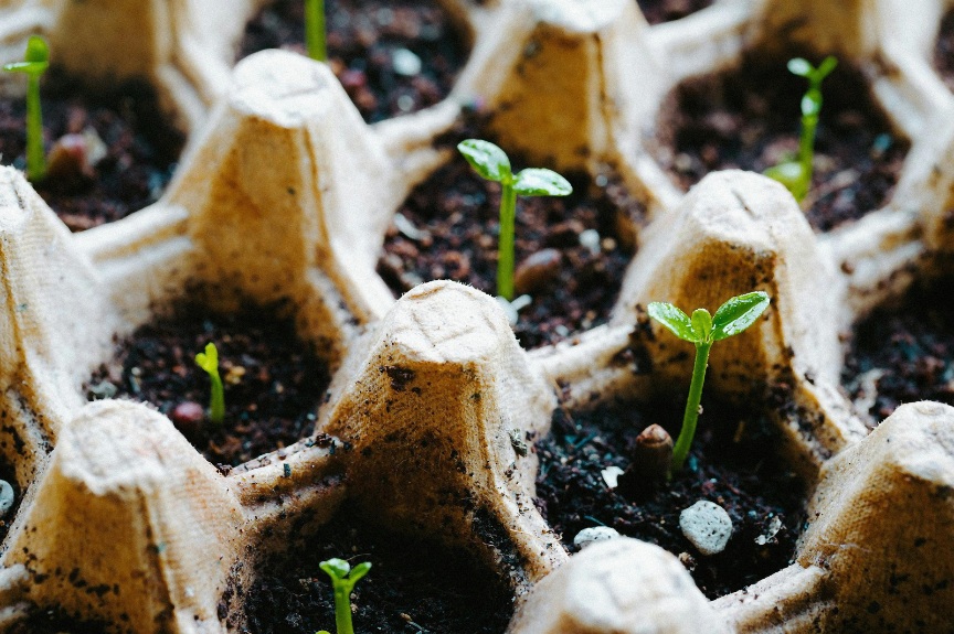 Establishing a Clean Growing Sanctuary