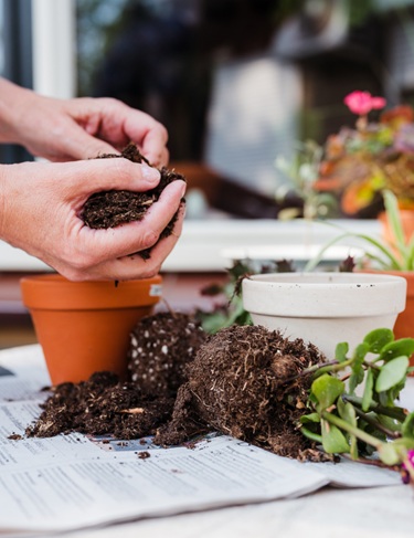 Where to use rabbit manure fertiliser