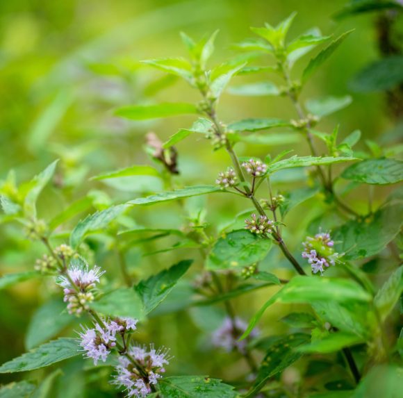Bo He Chinese medicinal mint traditionally identified as Mentha haplocalyx