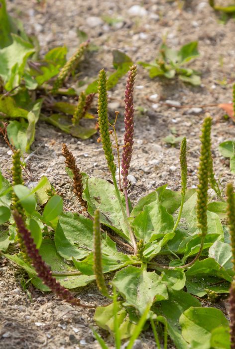 Broadleaf plantain, Plantago major