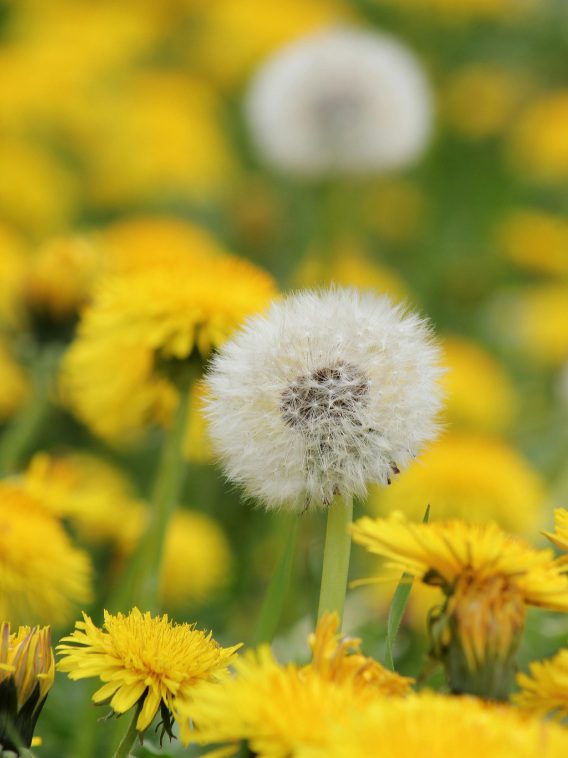 Dandelion Anatomy & Identification