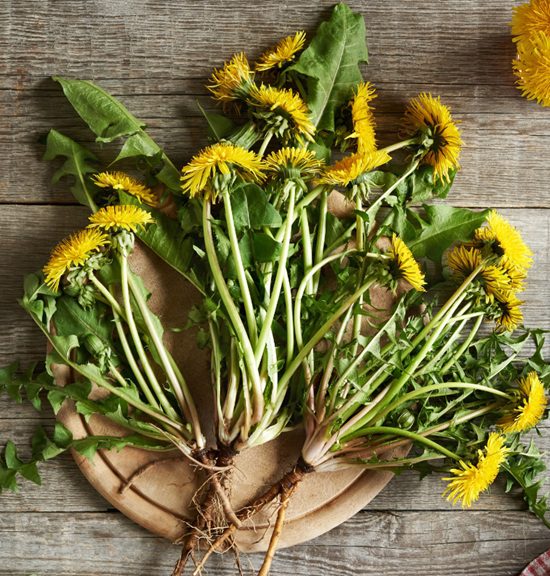 Dandelion Herb