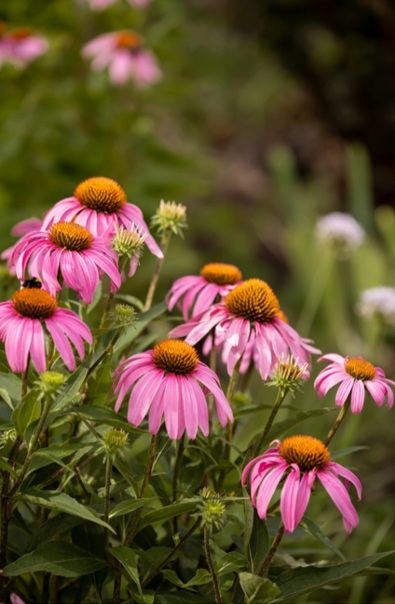 Echinacea Herb