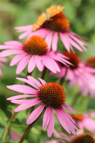 Echinacea Anatomy & Identification