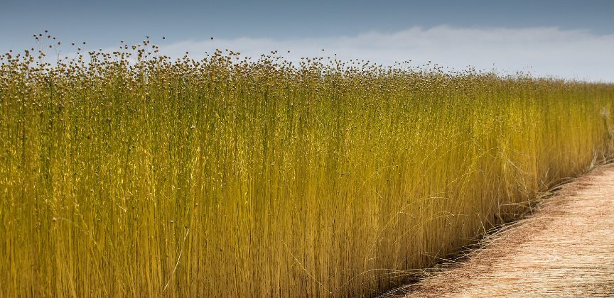 Flaxseed (Linum usitatissimum), the mature seeds of the flax plant