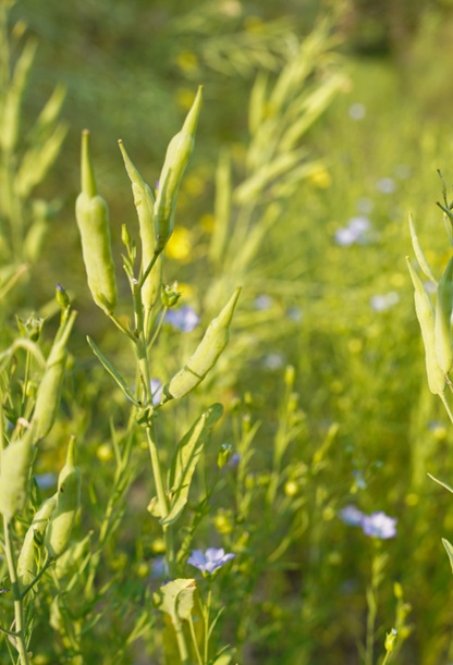 Flaxseed for rabbits botanical image showing Linum usitatissimum