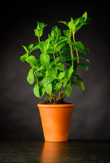 Spearmint Mentha spicata leaves for Oishi Bunnies Herbal Atlas mint for rabbits guide