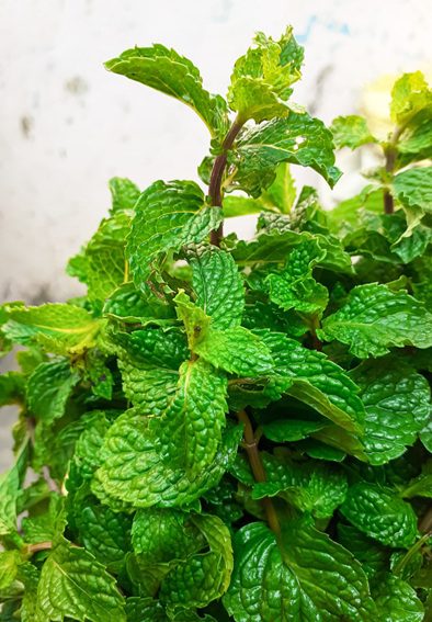 Mentha spicata spearmint fresh leaves