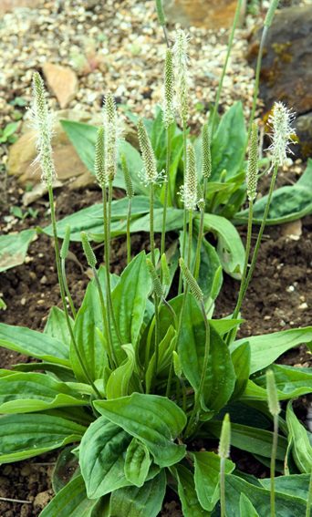 Plantain botanical reference image