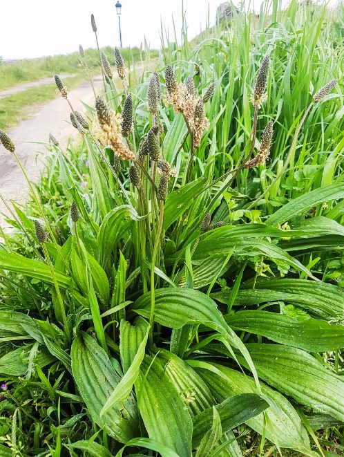 Ribwort plantain, Plantago lanceolata