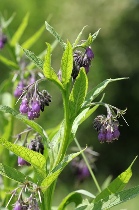 Is Comfrey Safe for Rabbits - Oishi Bunnies Herb Atlas